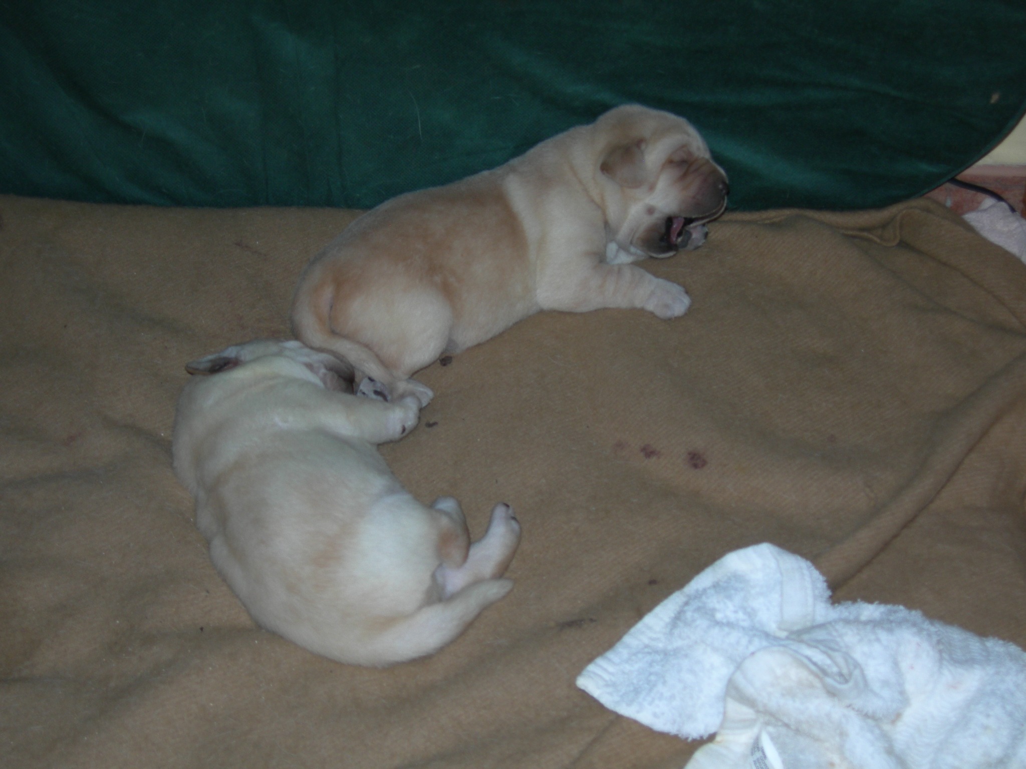 Dos cachorros descansando en una manta