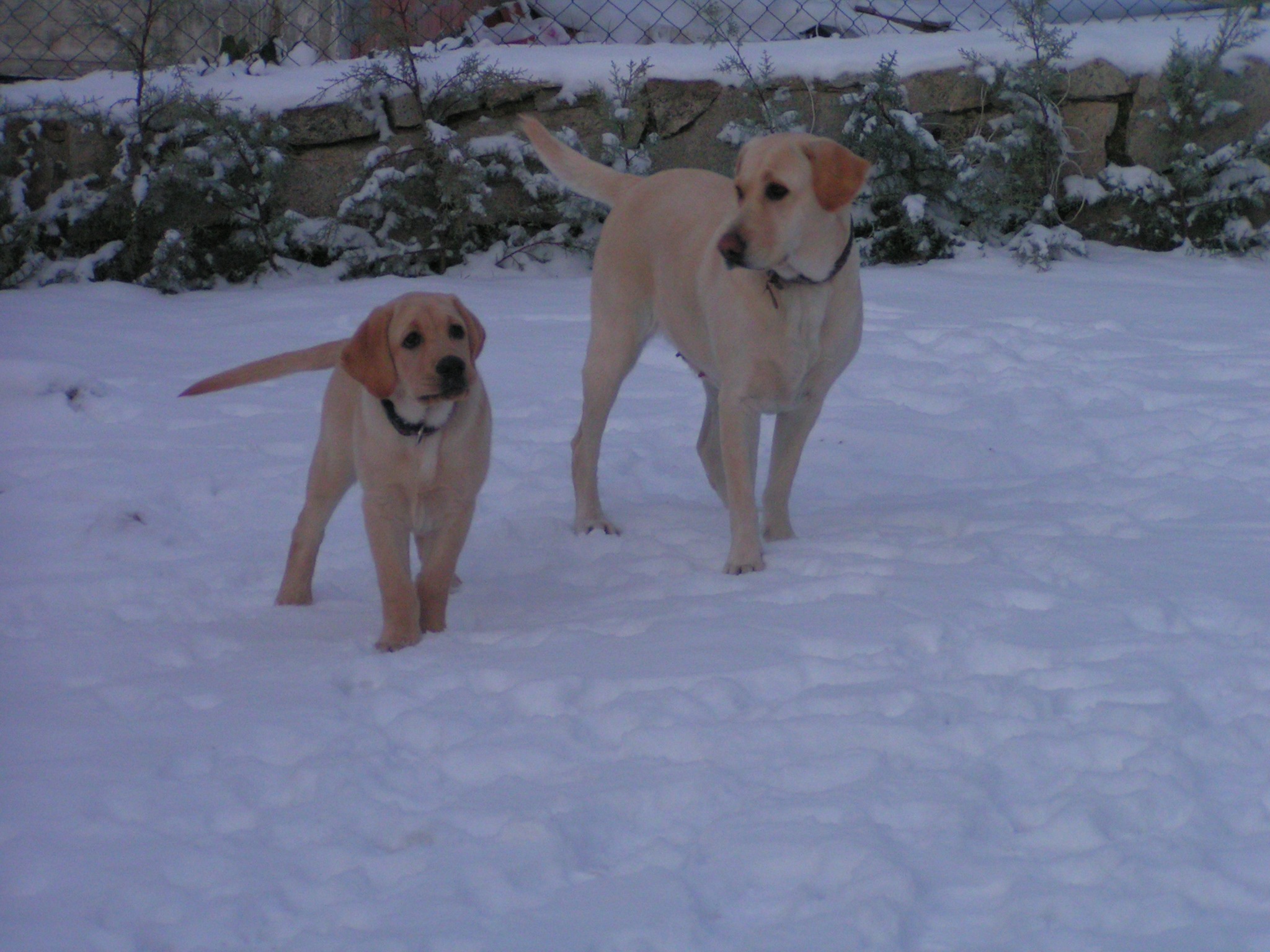 Pancho y Jana jugando en la nieve